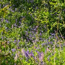 Still plenty of glorious bluebells. (Sorry, Brenda, purple bells!!!)