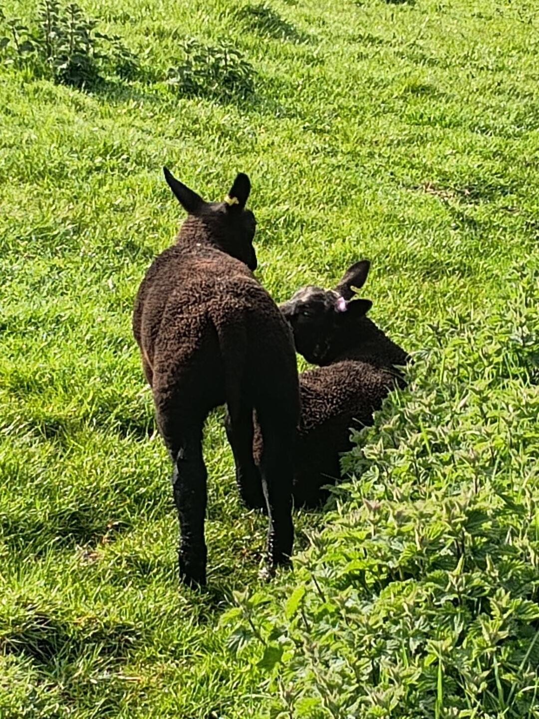 I don't understand sheep genetics! These two gorgeous black lambs had a whole white Mum!