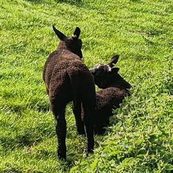 I don't understand sheep genetics! These two gorgeous black lambs had a whole white Mum!