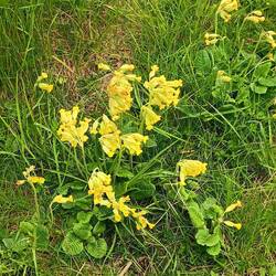 And cowslips