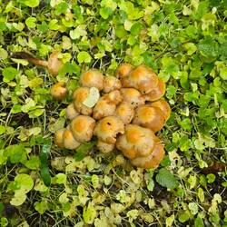 Feine Stockschwämmchen. Würde eine gute Pilzsuppe geben.