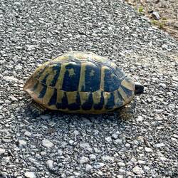 On a beau avoir une carapace, on n'en est pas pour autant invincible madame la tortue