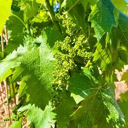 Et la vigne déjà en fruits