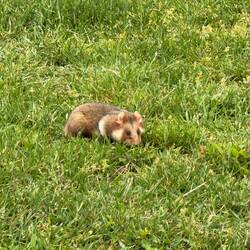Ein gut genährter Feldhamster🐹