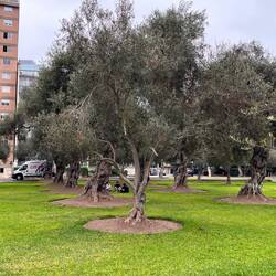 400 + year old olive trees in a park still bearing fruit