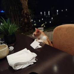 Die Hotel-Katze leistet uns Gesellschaft