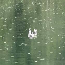 I think this might be an otter.