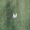 I think this might be an otter.