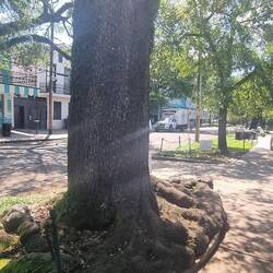I liked the way the tree roots have been shaped to grow up to pavement