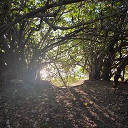 Beautiful mangroves line the trail to Mindil Market from our resort