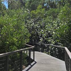 Mangrove walk to the natural history museum
