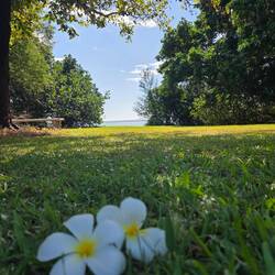 The air is sweet with the scent of Frangipani