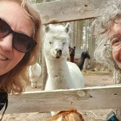 Simpaticissimi questi alpaca....😁