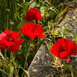 Poppies in the field next to Santa Croce Church — Ravenna, Italy.
