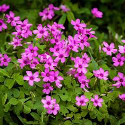 Pink sorrel ... a pop of color on an overcast day ... along our walking path.