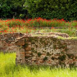 Ruins and a field of poppies ... Santa Croce Church — Ravenna, Italy.