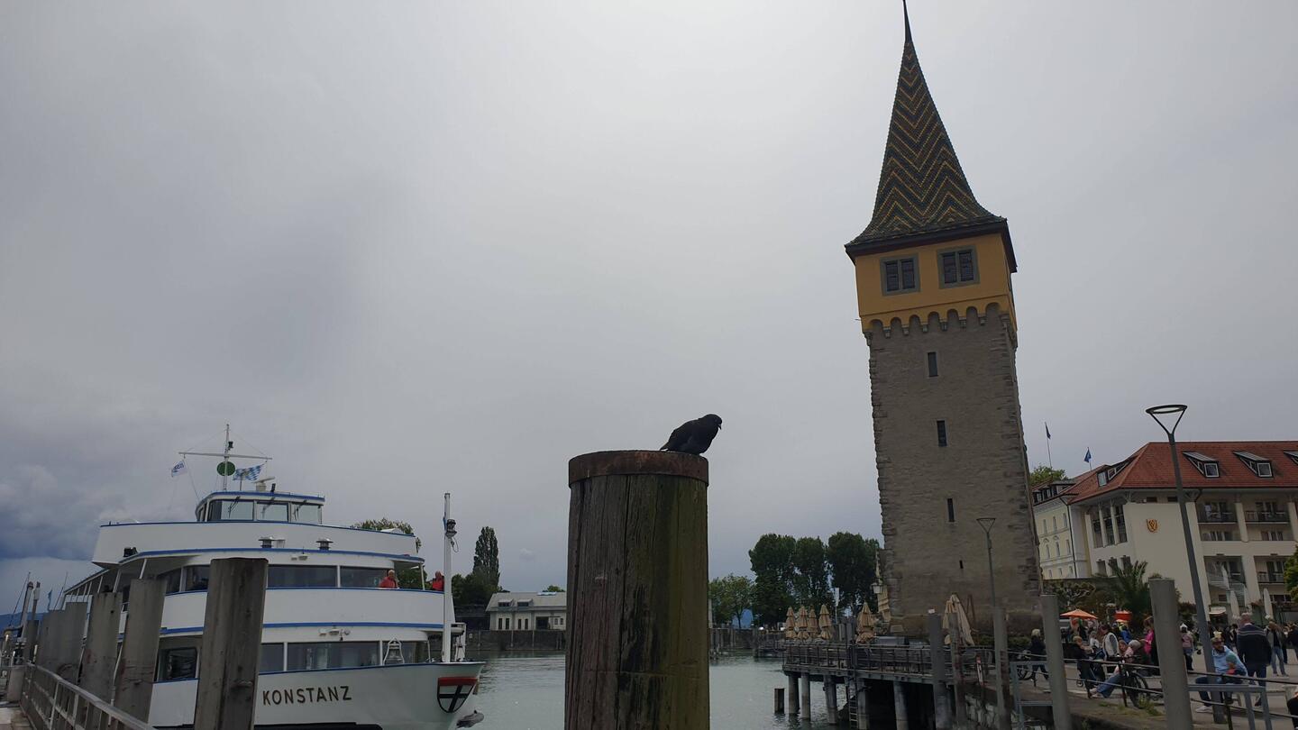 Lieblingsplatz der Taube
