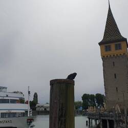 Lieblingsplatz der Taube