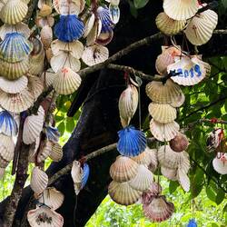 Shell tree