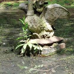Cherub on a Swan