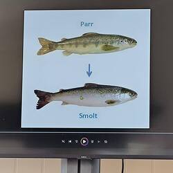 Fische wechseln die Hautfarbe