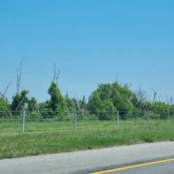 Still lots of water around and lots of dead trees sticking up out if it