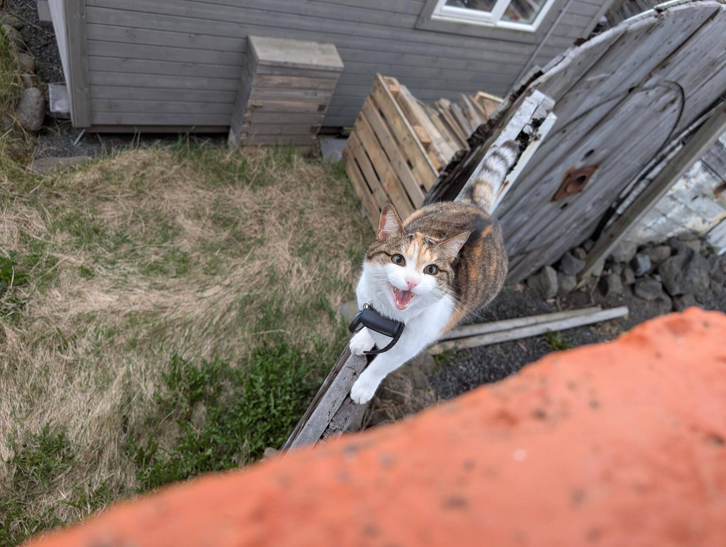 Miau