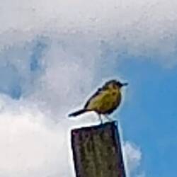The songful yellow wagtail posed nicely for binoculars, camera and Merlin app confirmation