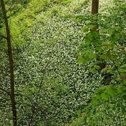 One of many wooded hillsides carpeted with wild garlic