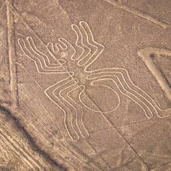 Die Spinne