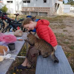 Wer Katzen mit Käse füttert, braucht sich nicht über einen weiteren Tischgast zu wundern