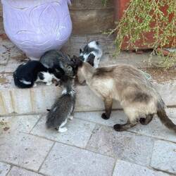Katzen gibt es in jeder Stadt