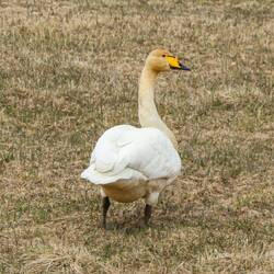 Wilde gans