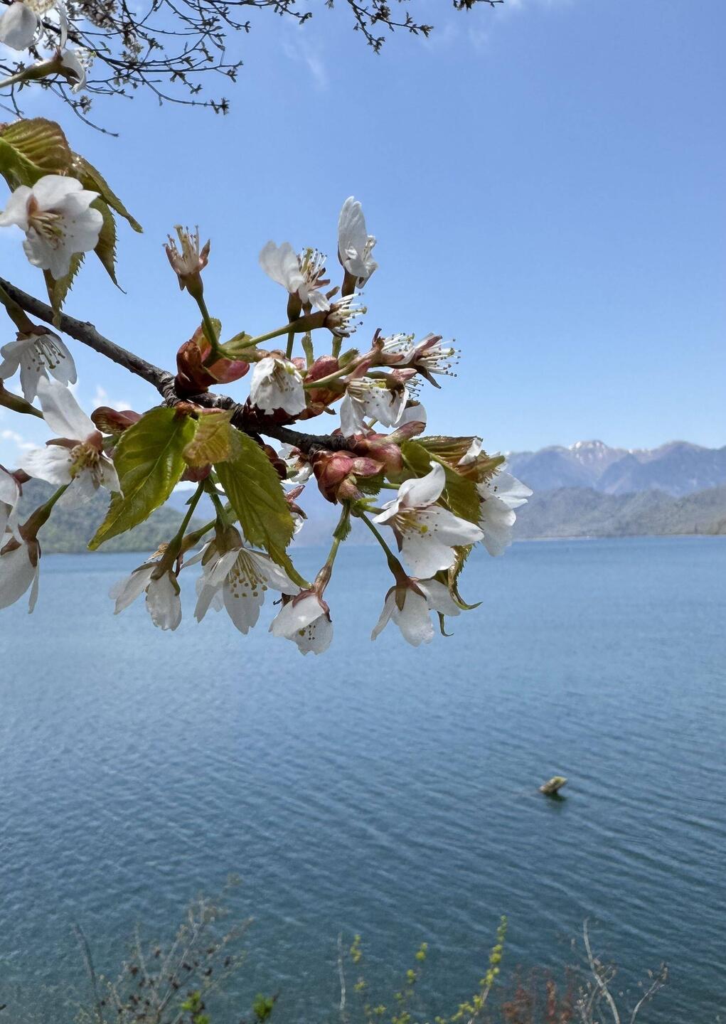 Japans höchst gelegener See, der Chuzenji See - mit Rest Kirschblüten