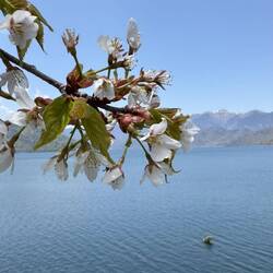 Japans höchst gelegener See, der Chuzenji See - mit Rest Kirschblüten