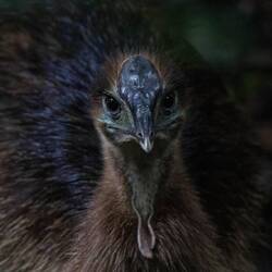 Young cassowary