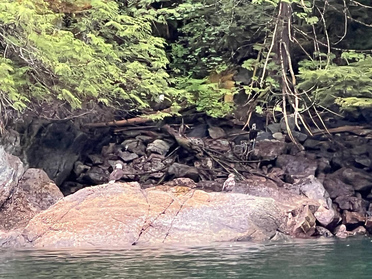 Family of Bald Eagles. I saw at least four. The spotted one on the rock is a young Eagle.