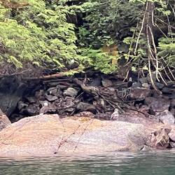 Family of Bald Eagles. I saw at least four. The spotted one on the rock is a young Eagle.