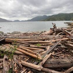 A pile of driftwood on the beach near the shed