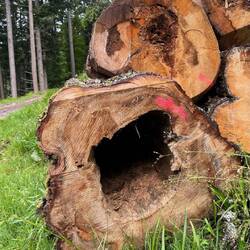 Nix mehr drin im Baum...