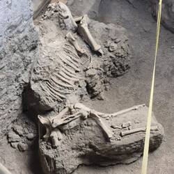 Horses died in their stable