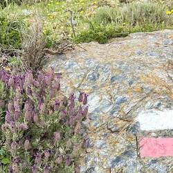Lavender everywhere today