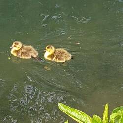 Canada goslings are incredibly sweet. It's the wildfowl hooligans they grow into that's not so good