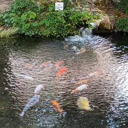 Giant carp in a pond outside the