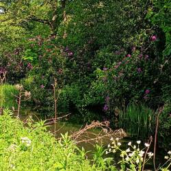 Even the invasive and feral rhodendrons can be very pretty