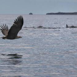 Adler und Wale
