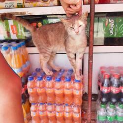 Niedliche Katze beim Mini-Market