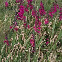 Gladiolus communus growing wild everywhere