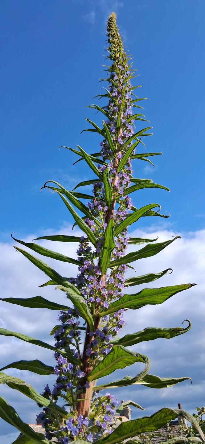 Giant vipers bugloss