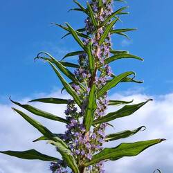Giant vipers bugloss